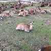 コロナ禍でも気軽に野生のシカと触れ合える憩いの場・奈良公園