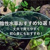 陰性水草おすすめ10選！丈夫で育てやすく初心者にもおすすめです！