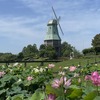 【茨城・土浦市】霞ヶ浦総合公園の花蓮園2023が見ごろに！200品種以上の花ハスを楽しもう♪