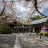 鎌倉の桜　～浄妙寺・報国寺・ハイランドの桜並木～ 