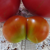 双子の中玉トマト