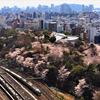四季の四季島2022飛鳥山春