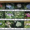 鎌倉の紫陽花