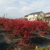 12月11日　花発見