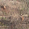 Rock Creek Trail