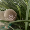 openSUSE Leap15.6でNVIDIA CUDA環境を構築してみよう