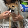 生え変わり