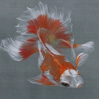 日本画 絹本の金魚できました お絵描きeveryday 日本画 絹本の金魚できました お絵描きeveryday