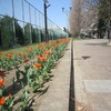 彩の森入間公園_桜（埼玉県入間市）