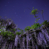【天体撮影記 第131夜】 春の夜に咲き誇る藤の花と北斗七星
