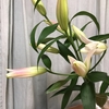 開く楽しみ