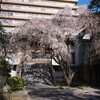 2025年の春の花見まとめ ①