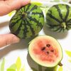 プランタースイカ、実食！