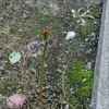 明日、学校へ行かない子どもたちの『親カフェ』
