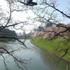千鳥ヶ淵、乾門・春の朝、桜満開 0330