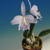 C.sincorana f.coerulea`AA&#039;