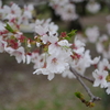 砧公園に行った。