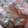 「コロナウィルスの死者数100日間の推移」と「ミニシアターエイド基金」と香住の”鮮魚”