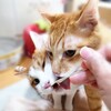 食べて歌ってにゃんこ愛でて、これに勝る心の健康法なし！