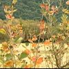 ハマボウの群生地で紅葉見ごろ