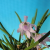 Leptotes Spring Color