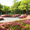 さつき咲く公園