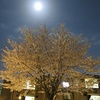 月夜の夜桜