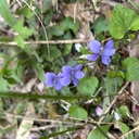 風の吹くまま　気の向くままに