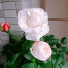 俺の愛薔薇が！