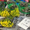 「春近し」「春寒し」　　青果店に菜花がありました．春近しを感じさせてくれます．“こまやかに思ひはかけて春待ちぬ菜畑の上のうす黄なる雲　斉藤史“　流れにも青空が　“水ぐるま春めく聴けば一方にのる瀬の音も輝くごとし　北原白秋”　　梅の花は，「春近し」を思わせる「春待つ」花．同時に「春寒」「春寒き」を感じさせる花．“春寒のふた日を京の山ごもり梅にふさわぬわが髪の乱れ　与謝野晶子”　“草も木もふりまがへたる雪もよに春待つ梅の花の香ぞする　源通具”