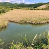 小松の沼（高知県高知）