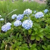 紫陽花と夕陽と…