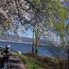 桜満開の諏訪湖を自転車で一周｜お花見サイクリング