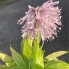 今更ながら、季節外れの植物たちとの思い出