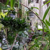絶対に行ってみるべき観葉植物や多肉植物の専門店『cocoha』