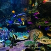 サンシャイン水族館で、魚１２３５匹が大量死する