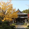 西念寺のお葉つきイチョウ・・②