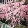 【ちい散歩】アークヒルズ・桜坂から紀尾井町へ