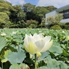 乙女座♍で水星☿が逆行に