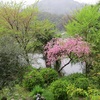 雨に濡れた花木たち