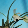 Leptotes Spring Color (albaType)