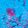 幼魚が増えてきました！