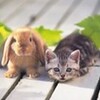 『赤ちゃんウサギ』