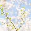 発見！　葉桜って綺麗
