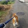 我が家はやはり田舎だなと再認識した週末。
