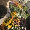 春のガーデニング。はじめて自分で花を育ててみた。