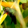  ベリーズ　道端の野鳥たち