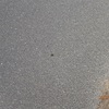 虫が死んでいる　未だに分からない　An insect is dead