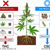 医療用大麻：世界と日本の現状と展望