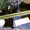 ユニークなおみくじ体験 in 京都：水に浮かべて占う水みくじ・おすすめ7選✨